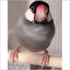 ユーザー
